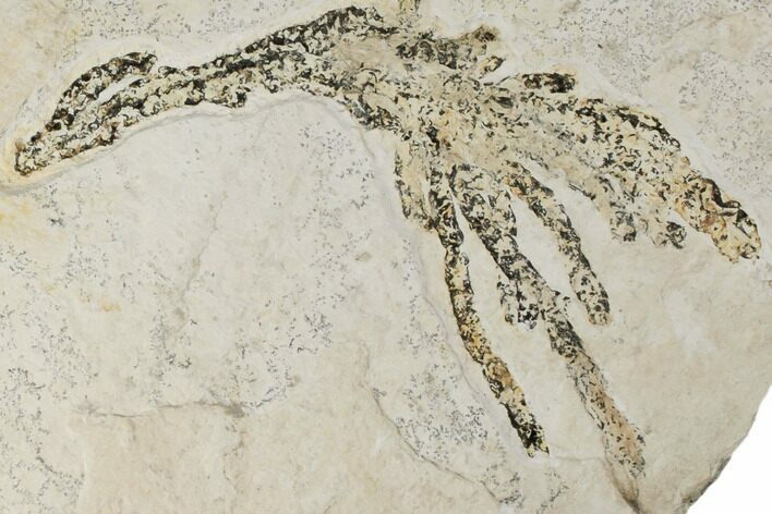 Fossil Plant (Brachyphyllum) - Solnhofen Limestone, Germany #192774